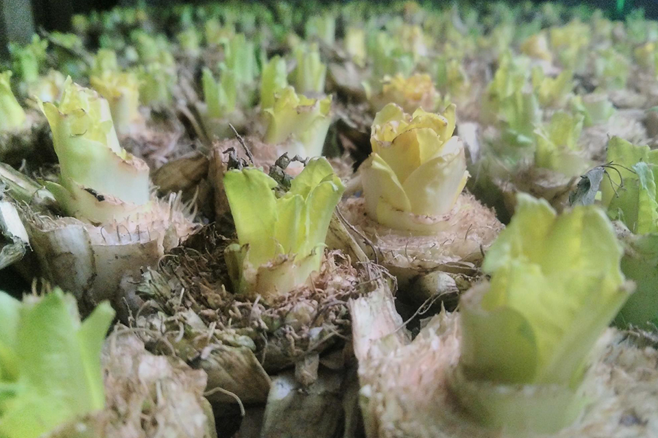 Culture biologique des endives de Thiéfosse dans les Vosges.