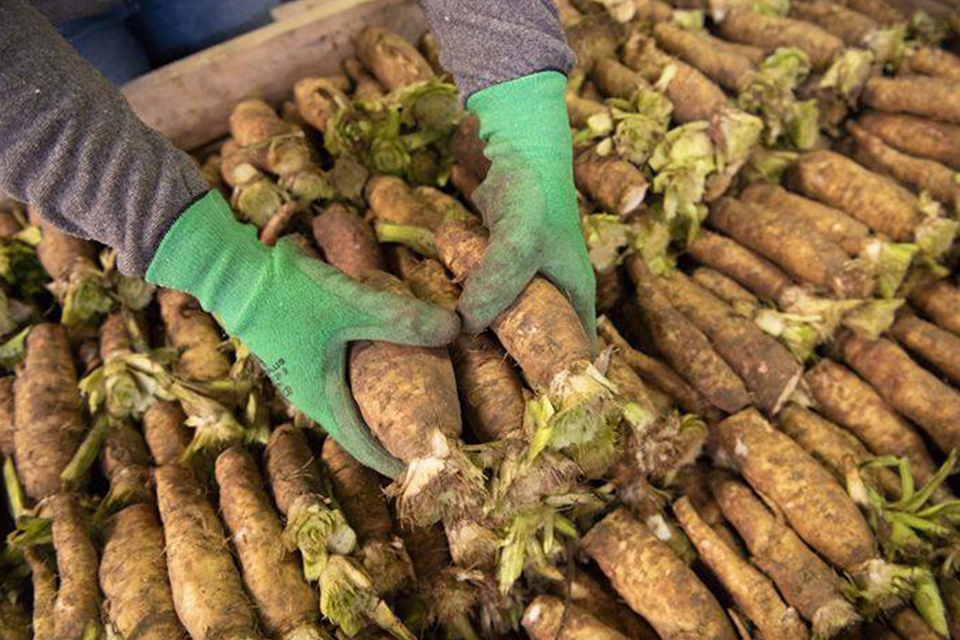 Culture biologique des endives de Thiéfosse dans les Vosges.