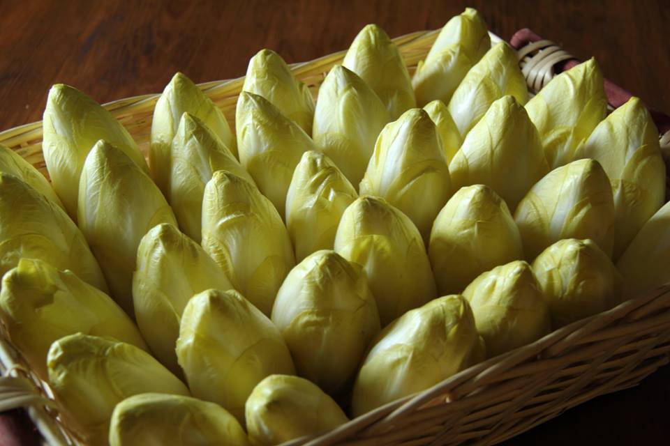 Culture biologique des endives de Thiéfosse dans les Vosges.