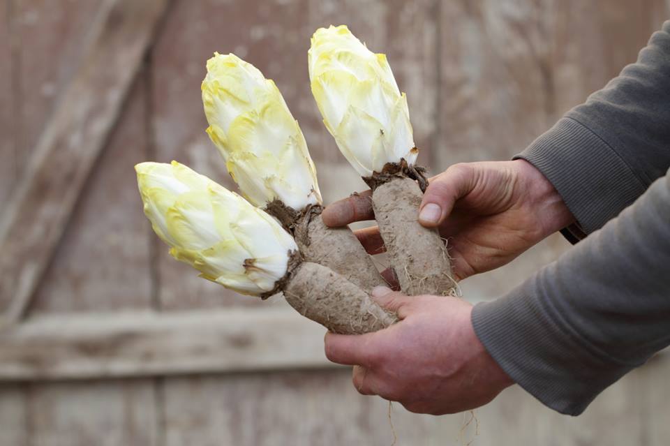 Culture biologique des endives de Thiéfosse dans les Vosges.