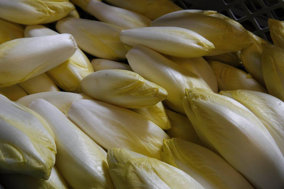 Culture biologique des endives de Thiéfosse dans les Vosges.