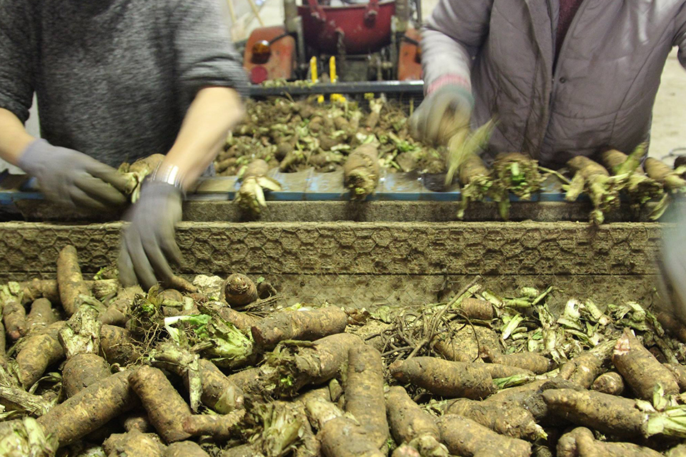 Culture biologique des endives de Thiéfosse dans les Vosges.