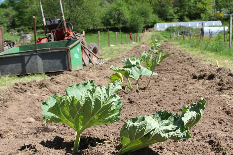 La ferme aux hirondelles, producteur de fruits et d'endives dans les Vosges