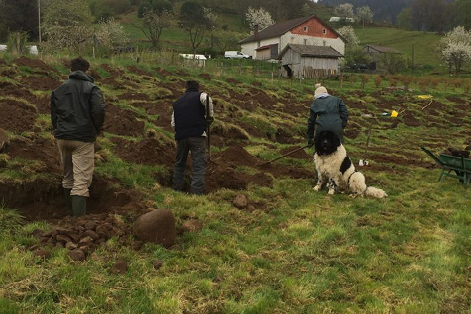 La ferme aux hirondelles, producteur de fruits et d'endives dans les Vosges