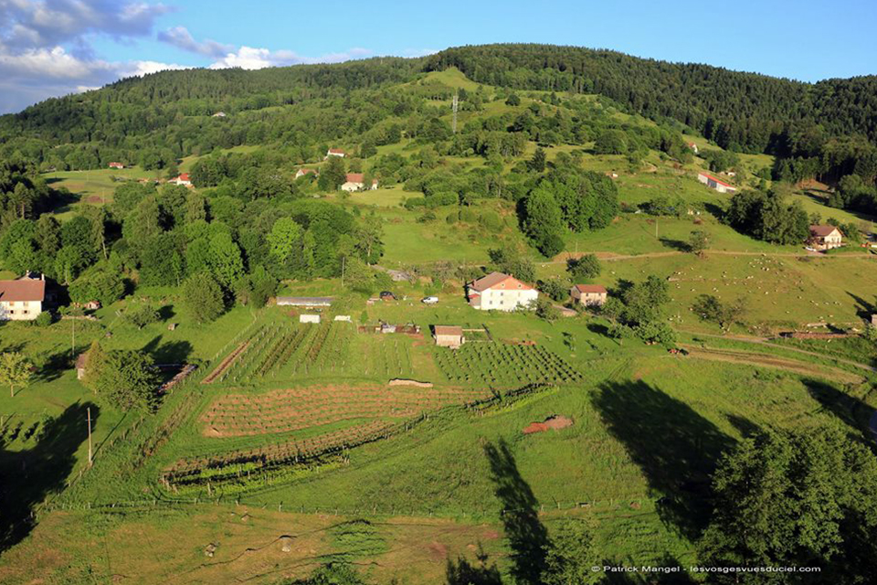 La ferme aux hirondelles, producteur de fruits et d'endives dans les Vosges