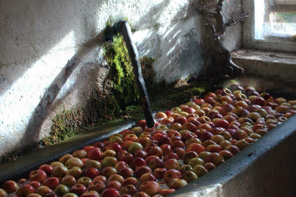 La ferme aux hirondelles, producteur de fruits et d'endives dans les Vosges