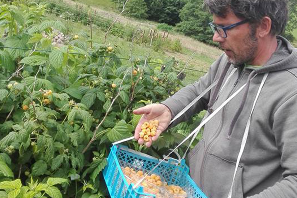 La ferme aux hirondelles, producteur de fruits et d'endives dans les Vosges